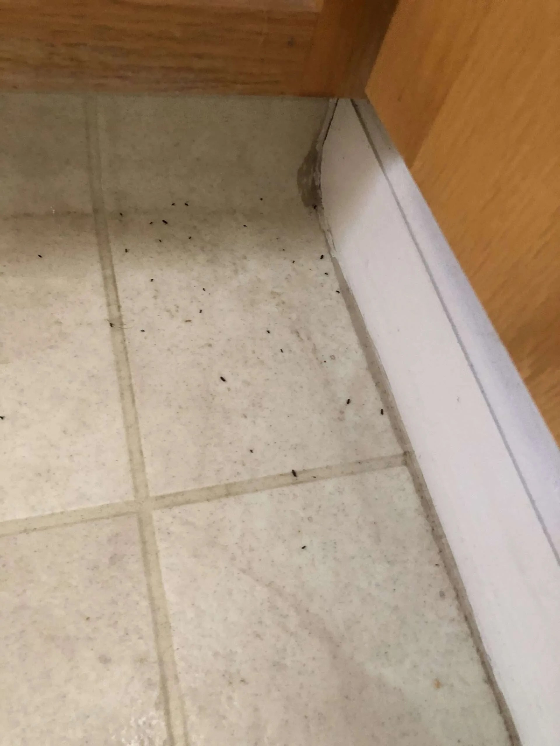Drugstore beetles in a bathroom RESOLVED! Foothill Sierra Pest Control