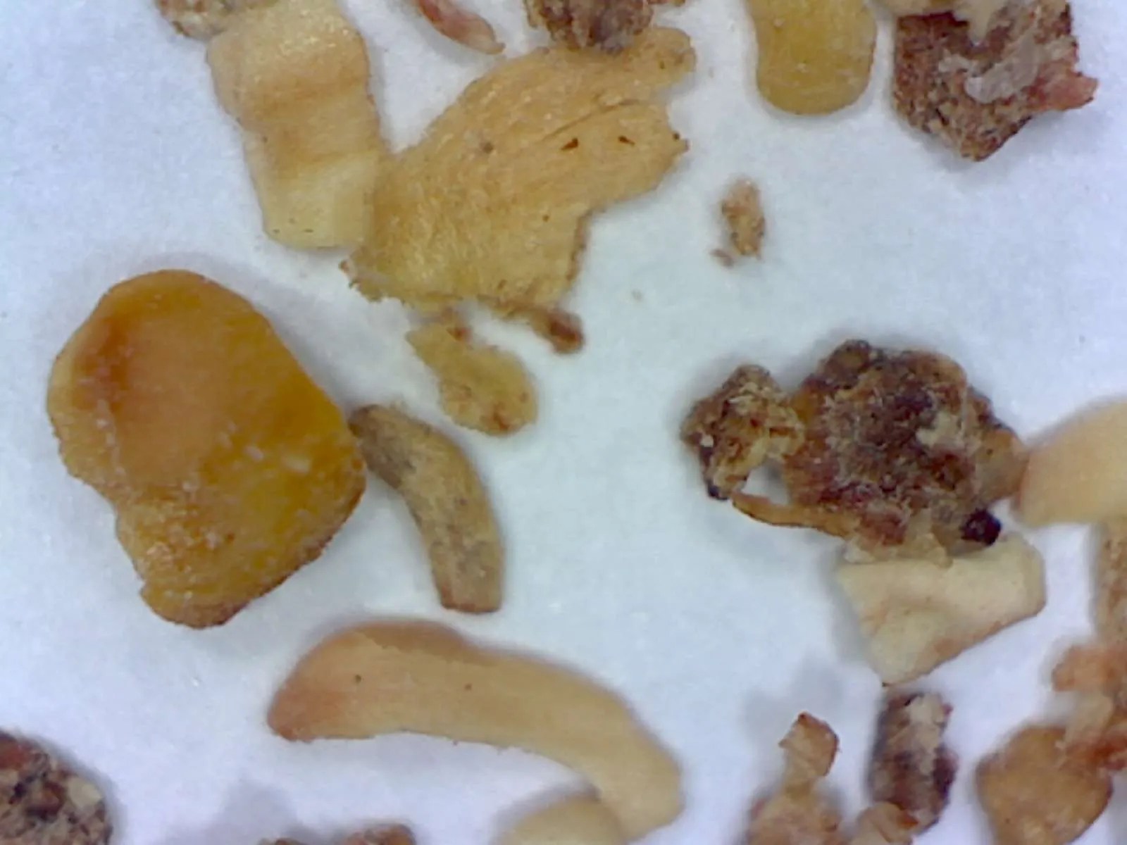 Kitty litter - Foothill Sierra Pest Control