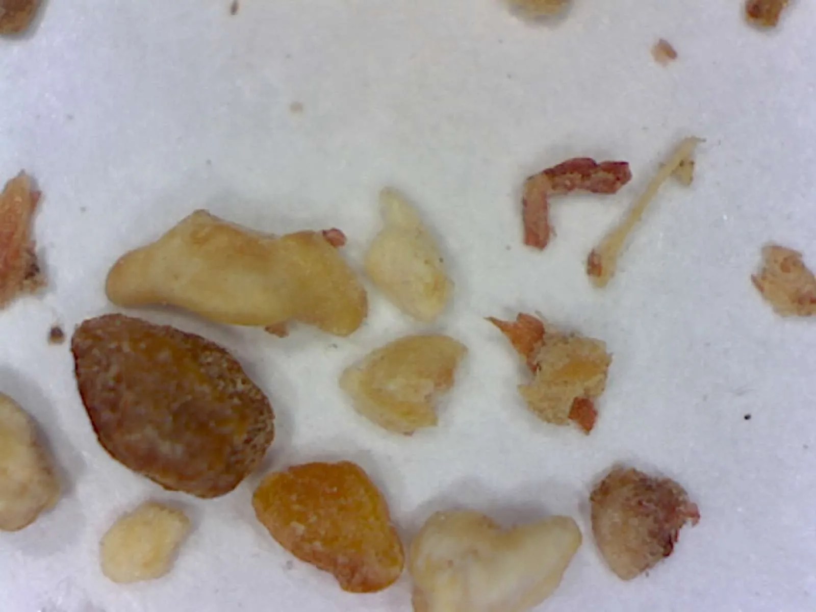 Kitty litter - Foothill Sierra Pest Control