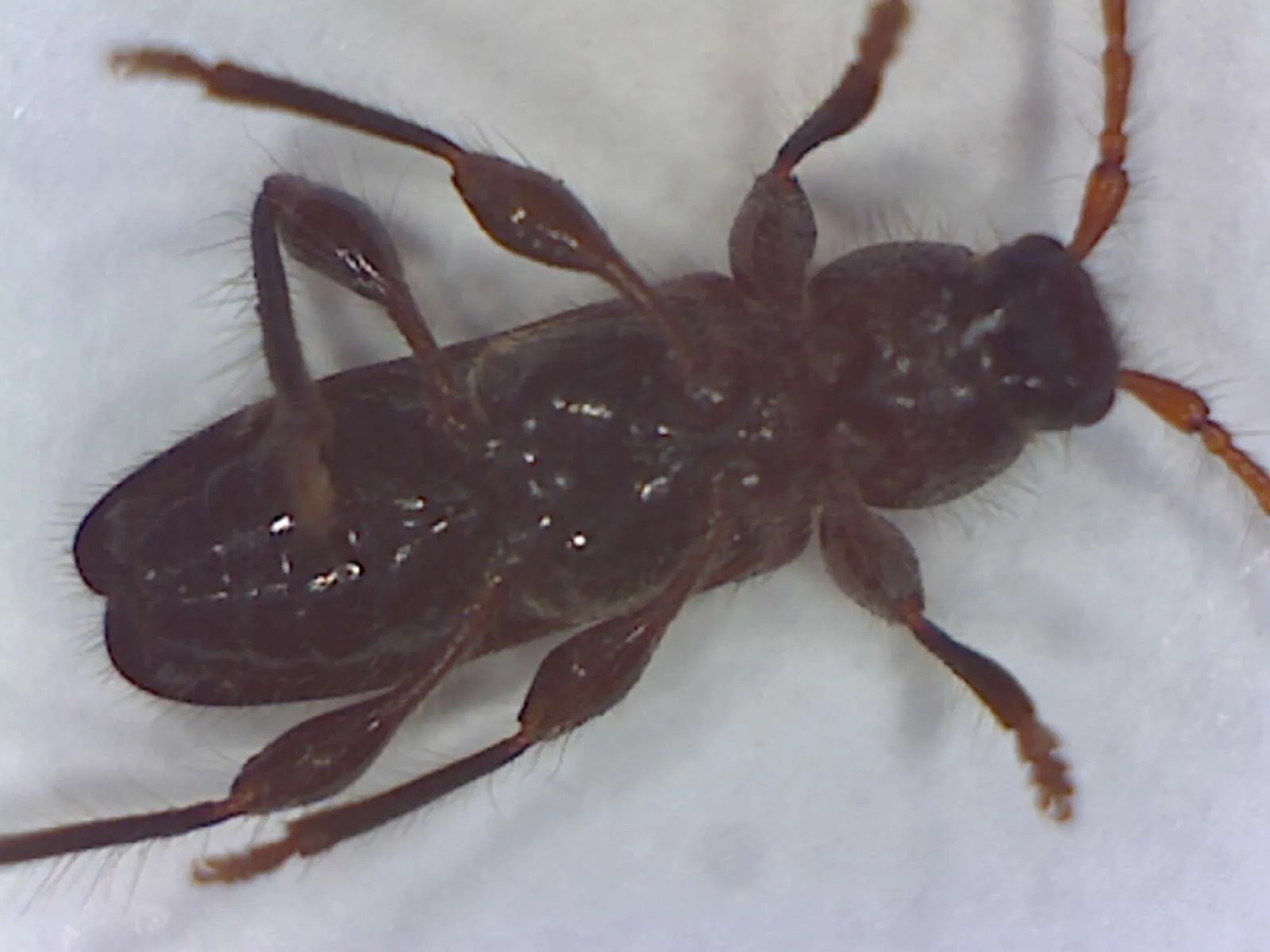 Phymatodes nitidus, a giant sequoia cone beetle Foothill Sierra Pest