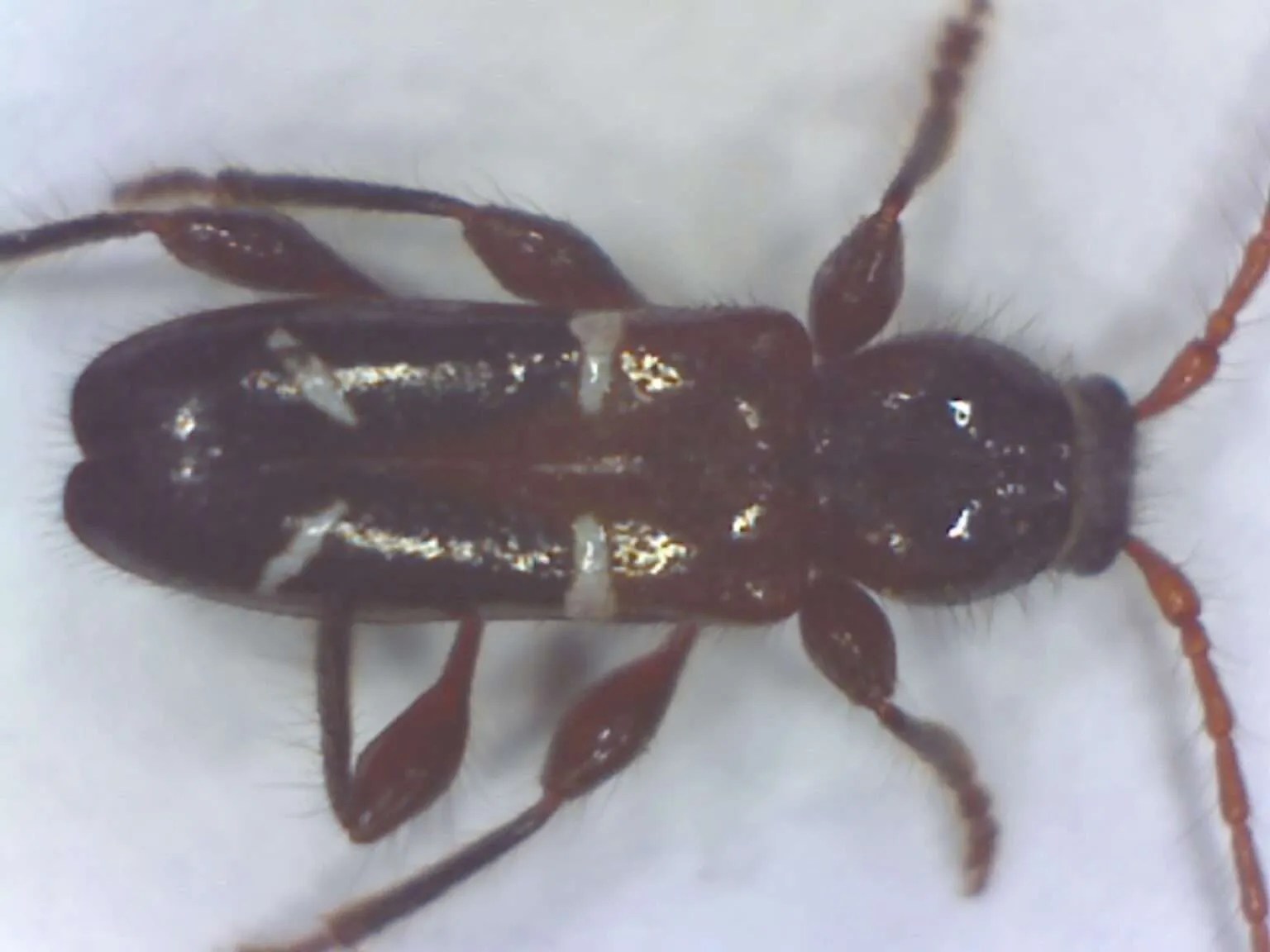 Phymatodes nitidus, a giant sequoia cone beetle Foothill Sierra Pest