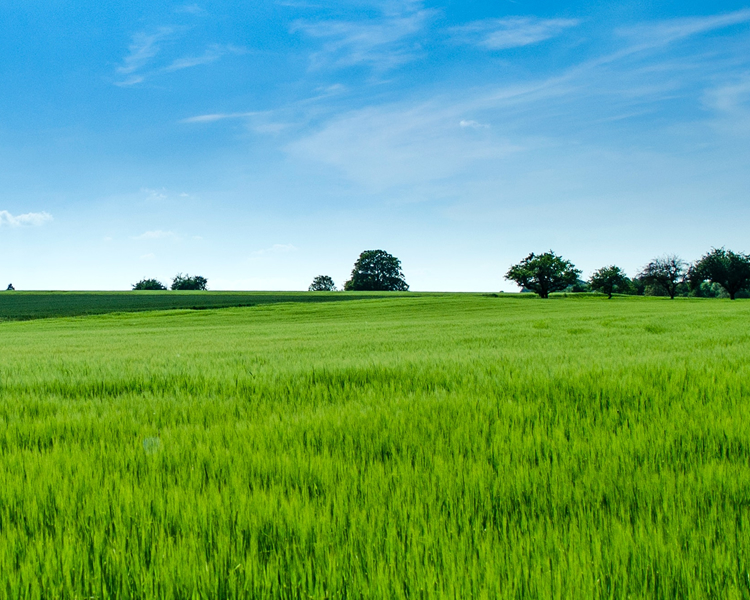 Foothills Commercial Real Estate