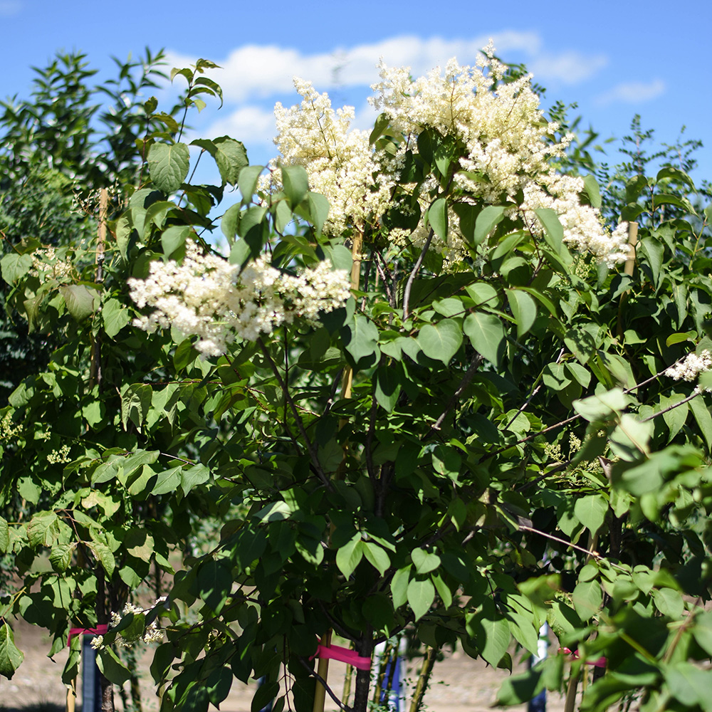 IVORY SILK JAPANESE TREE LILAC Foothills Nurseries