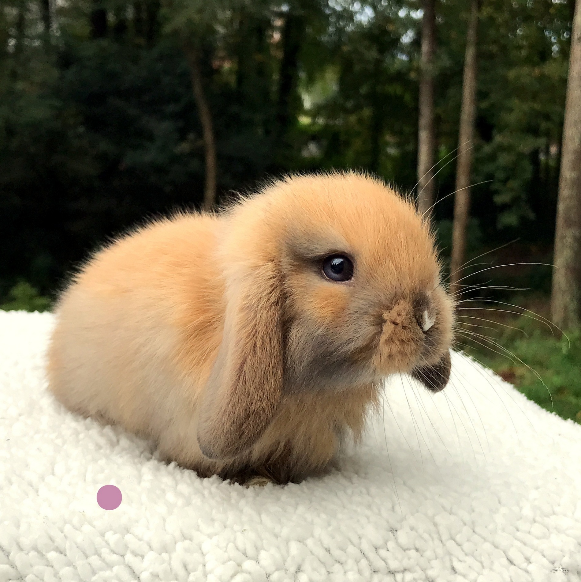 Broken Orange Holland Lop ubicaciondepersonas.cdmx.gob.mx