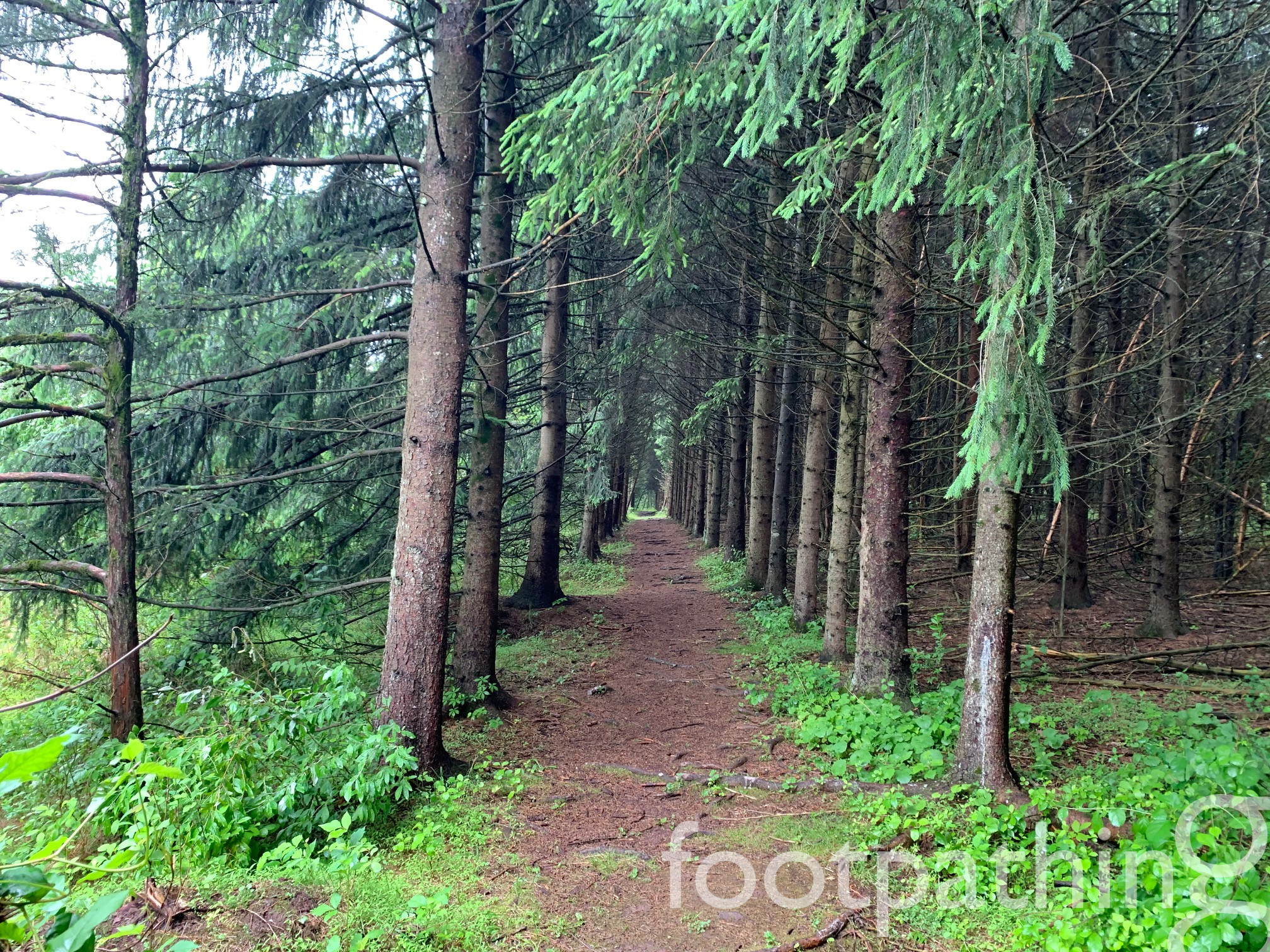 Cherry Brook Preserve Trail footpathing
