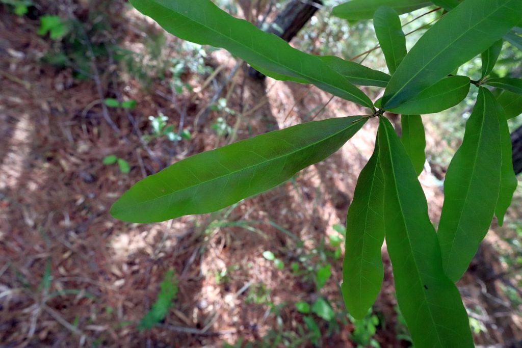 Willow Oak Tree Footsteps in the Forest