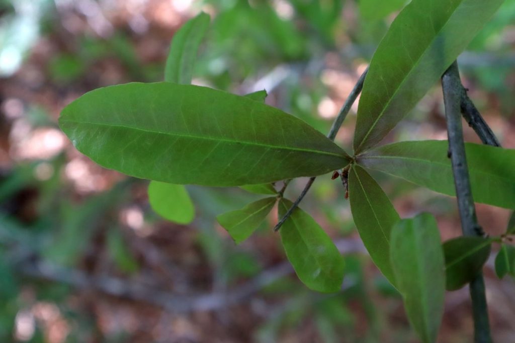Willow Oak Tree Footsteps in the Forest