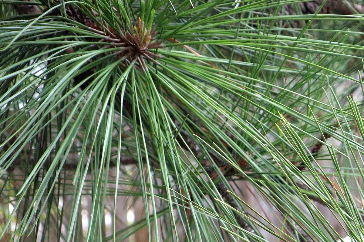 100 Loblolly Pine Tree Seeds Pinus Taeda