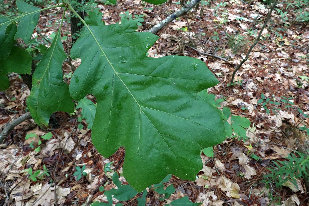 Black Oak Tree Footsteps in the Forest