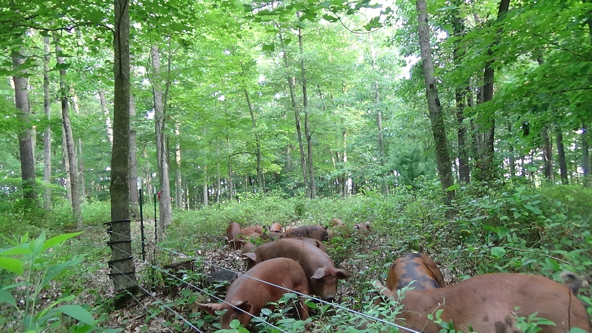 Farming Forests, Reforesting Farms Cultivating Resilience with