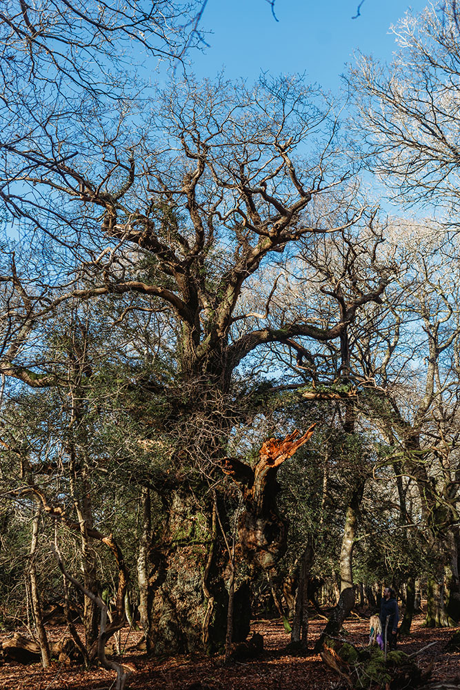 Ancient Oaks In The New Forest foragecreatelove