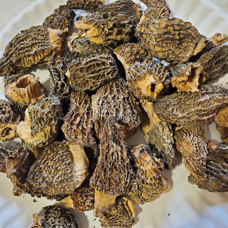 Dried Wild Morel Mushrooms 4 oz Foraged