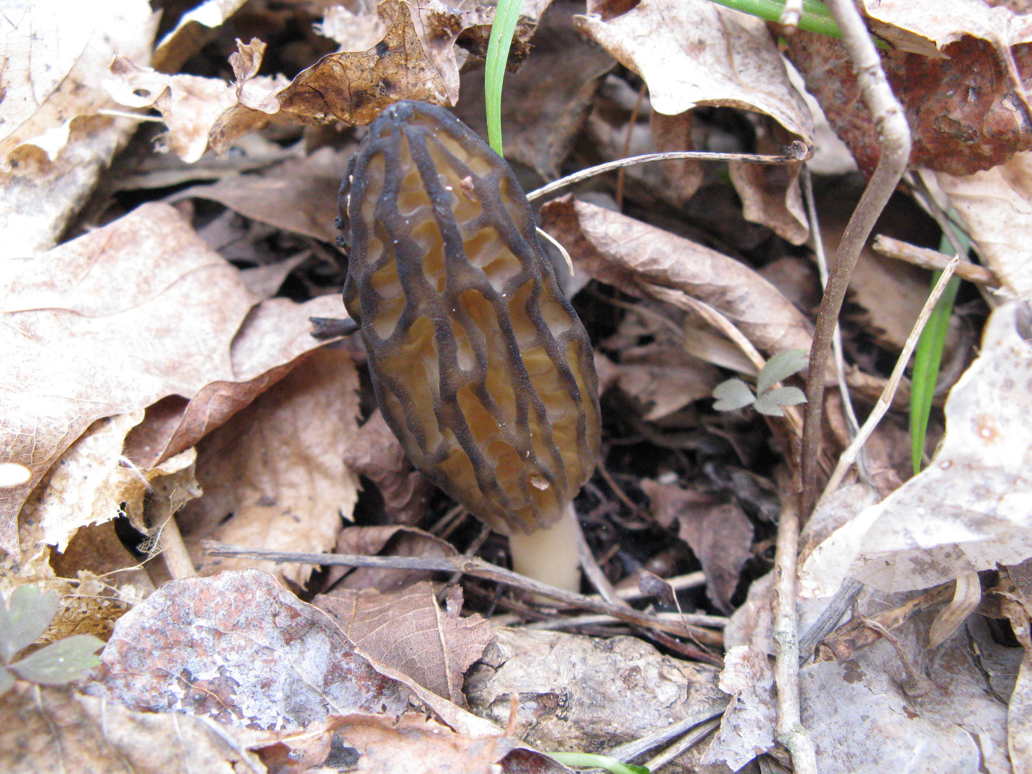 Minnesota Dried Black Morels Foraged