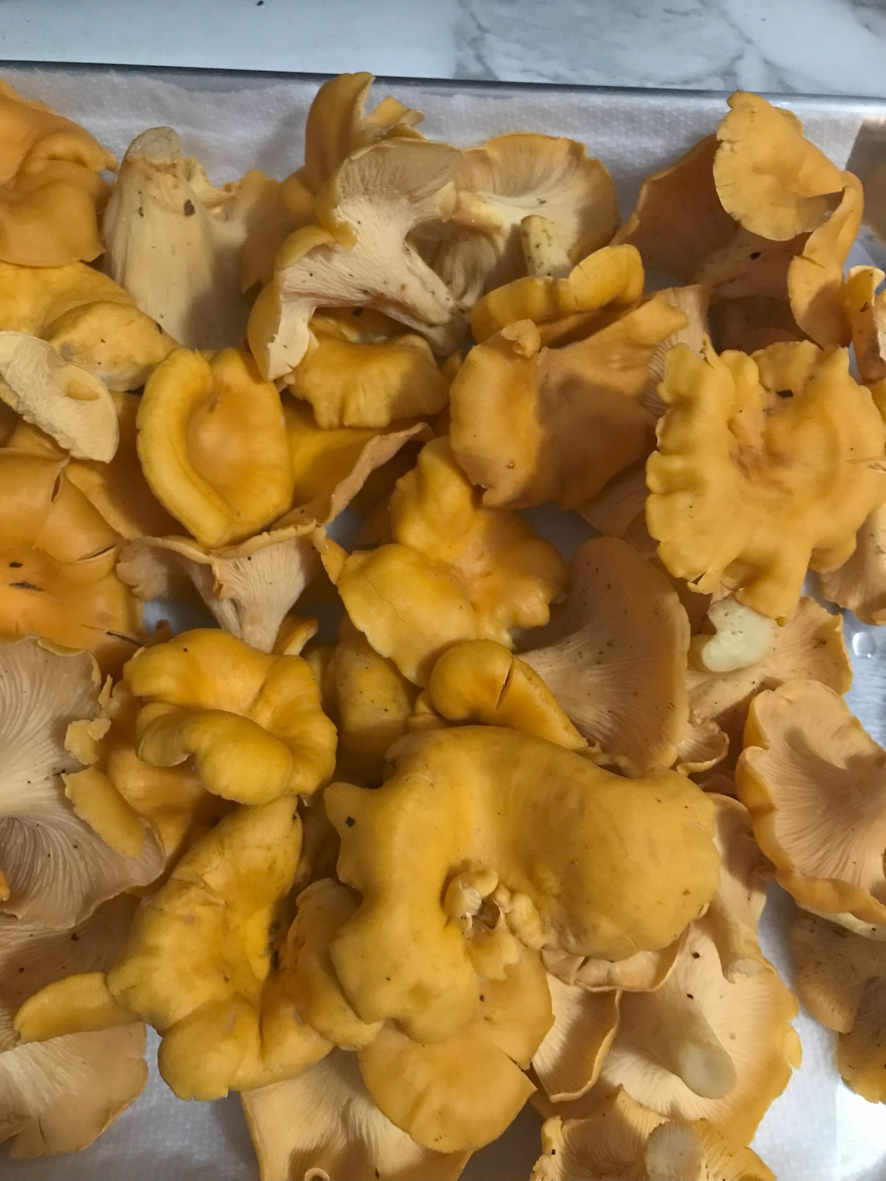 Chanterelle Mushroom Salt Foraged