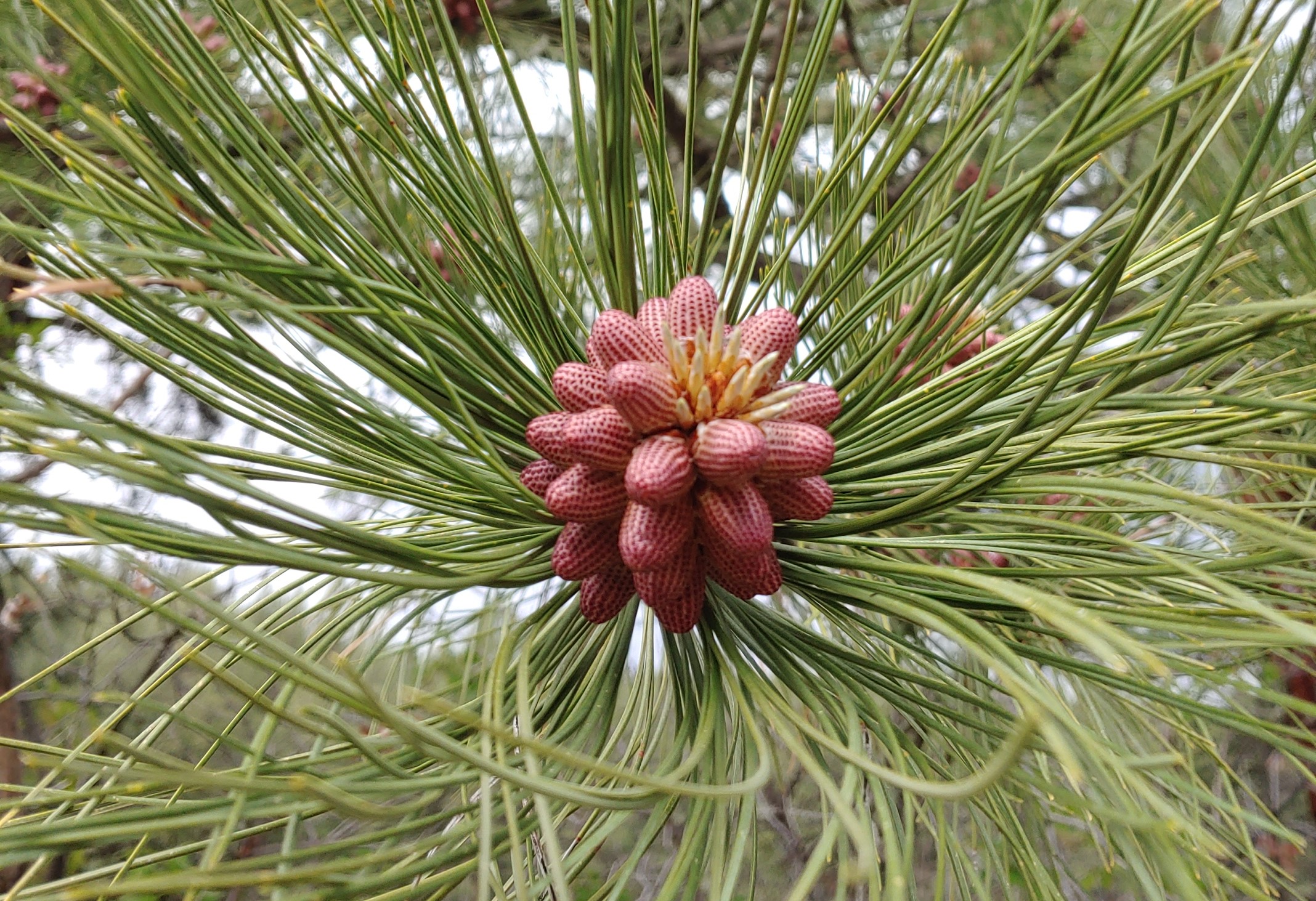 Pollen Cones Ponderosa Foraged