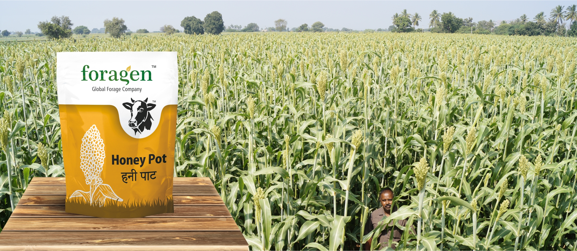 Buy Forage Seeds Online India Legumes Millets Maize Grasses