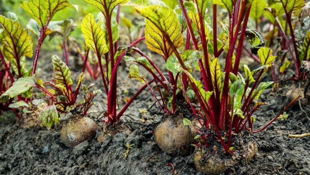 Beetroot Powder For Horses Forageplus Horse Health