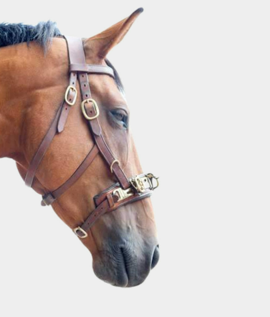 Lunging Cavesson Klaus Schnoeneich Forageplus