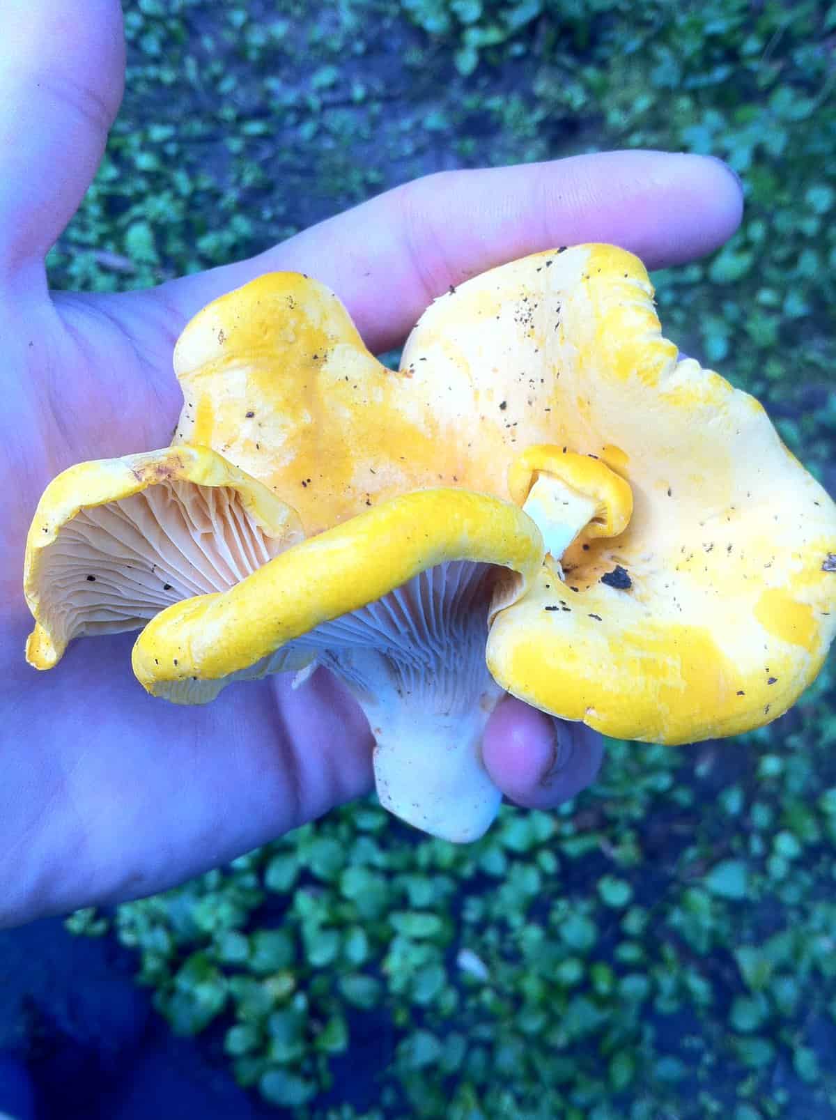 Hunting and Cooking Golden Chanterelle Mushrooms