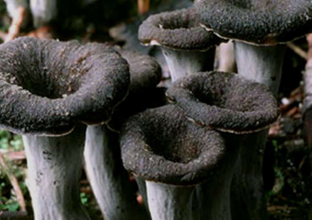 hunting and cooking black trumpet mushrooms