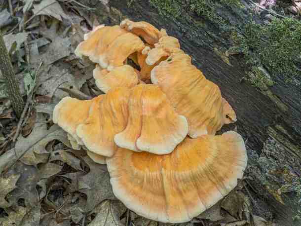 chicken of the woods minnesota