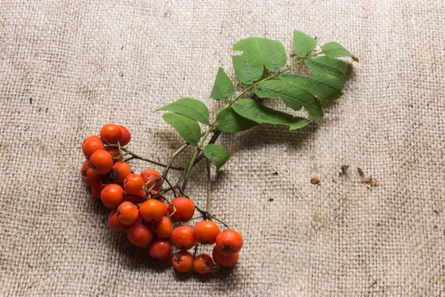 Cooking With Rowan Berries