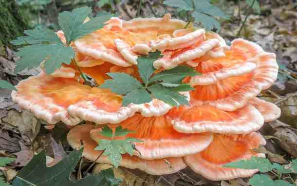 chicken mushroom laetiporus cincinnatus