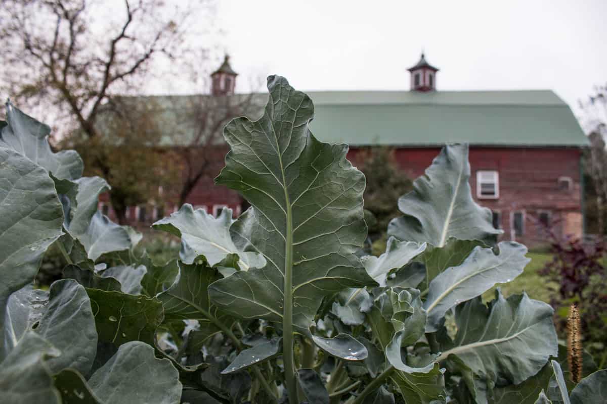 Cooking with Broccoli Leaves