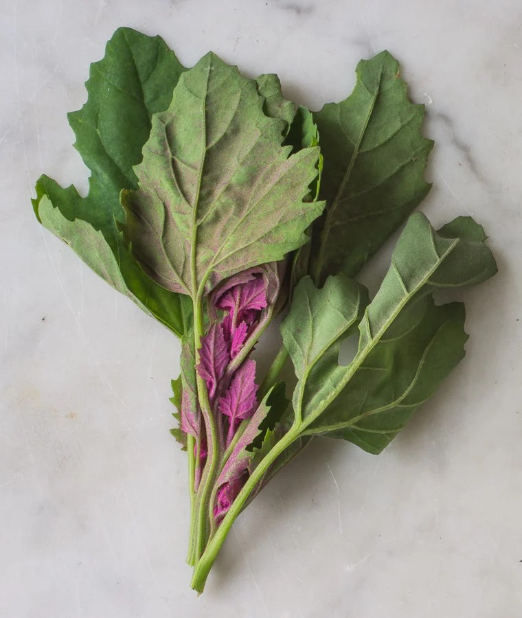 Wild Spinach / Common Lamb's Quarters Forager Chef