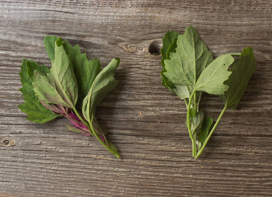 Wild Spinach / Common Lamb's Quarters Forager Chef