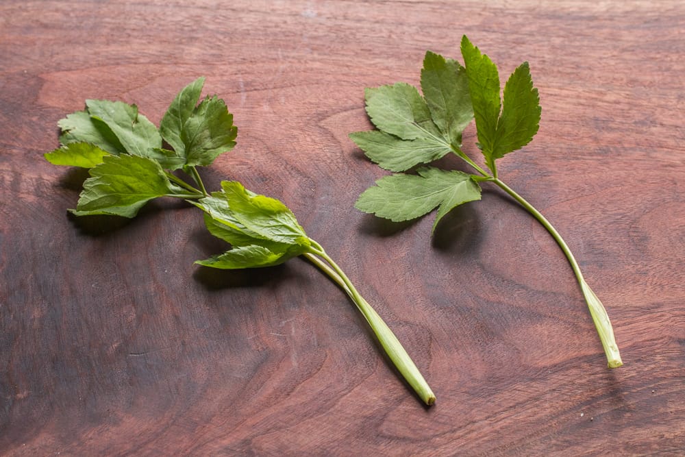 Cryptotaenia Canadensis Mitsuba Japanese Parsley Honewort