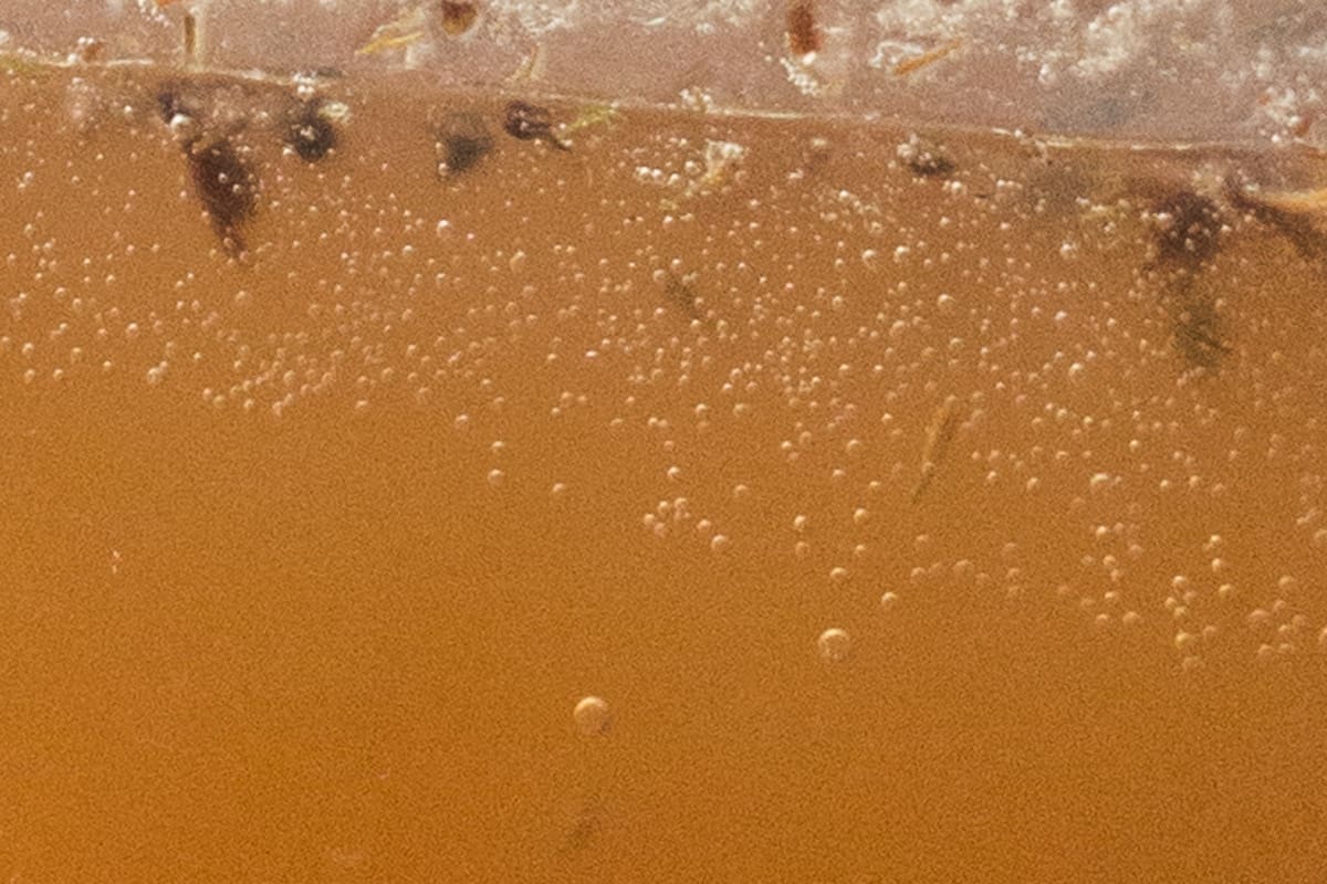 Maple Sap Soda Forager Chef