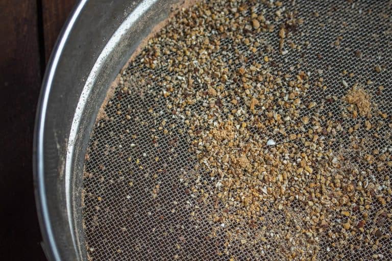 Foraging and Cooking with Hackberries (Celtis occidentalis)