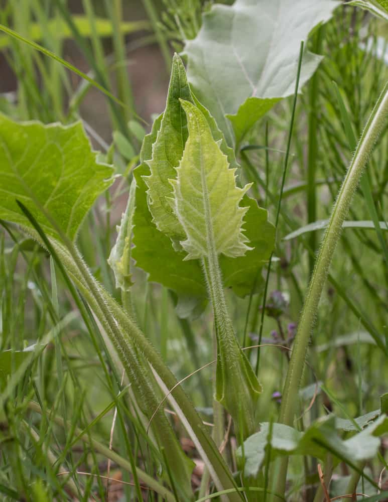 Cooking with Cup Plant (Silphium perfoliatum) Forager Chef