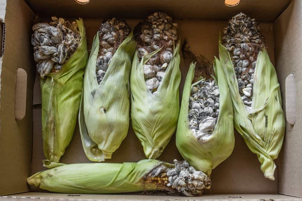 A Guide to Huitlacoche (Corn Mushrooms) Forager Chef