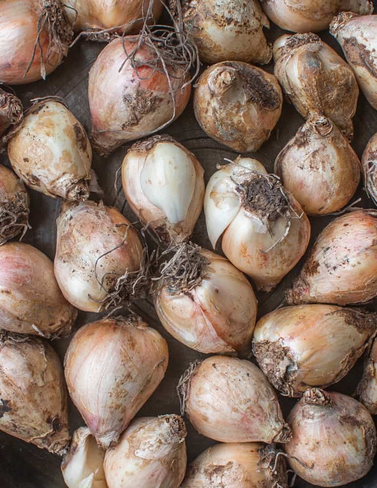 Lampascioni Southern Italy's Edible Hyacinth Bulbs
