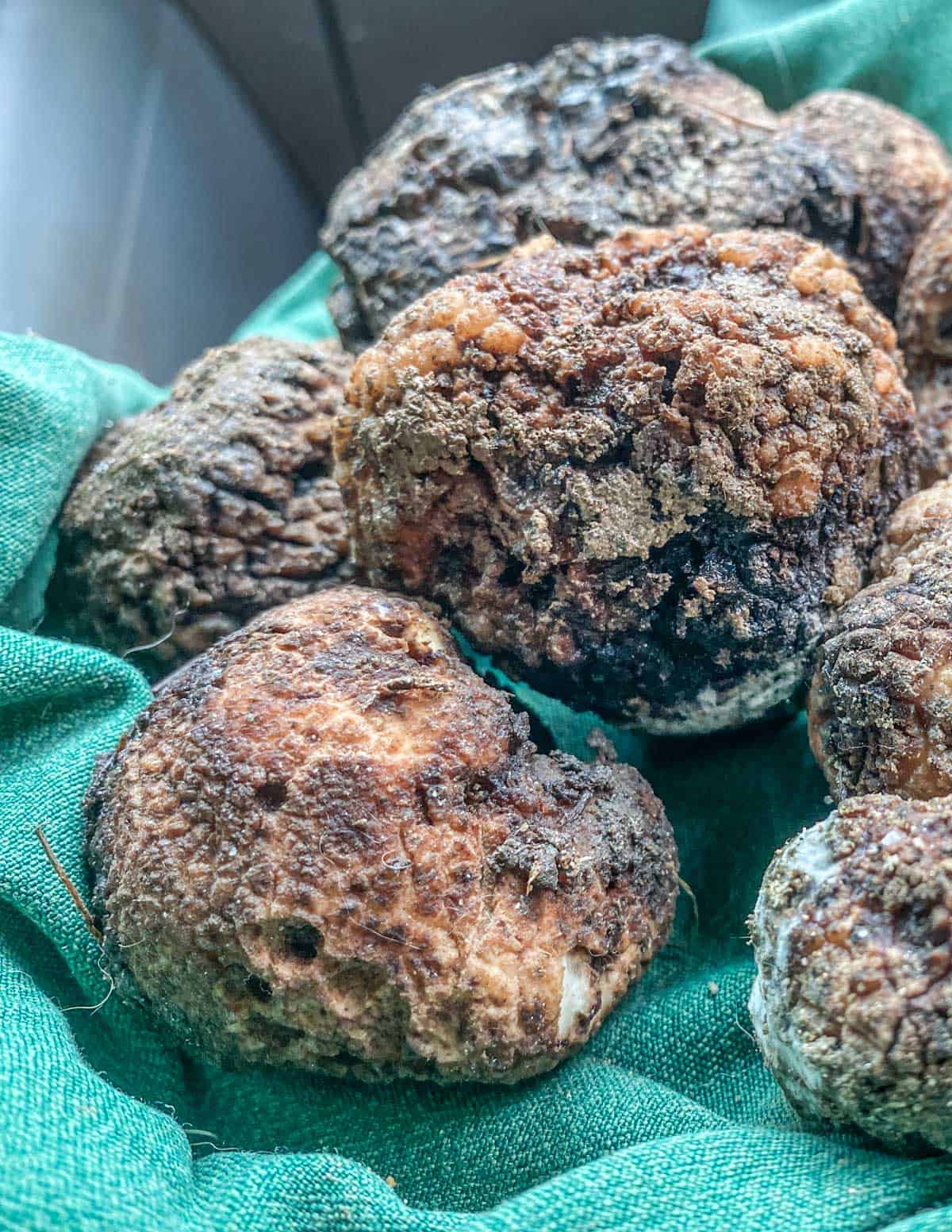 Blue Ridge Truffles A New Forest Crop Forager Chef