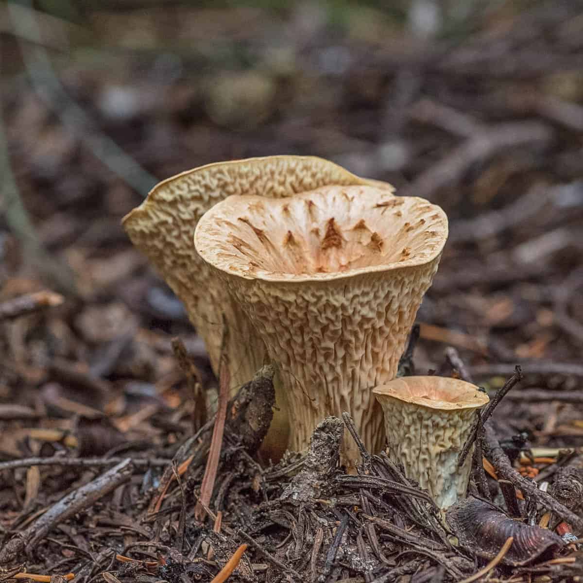 White Chanterelles in Minnesota