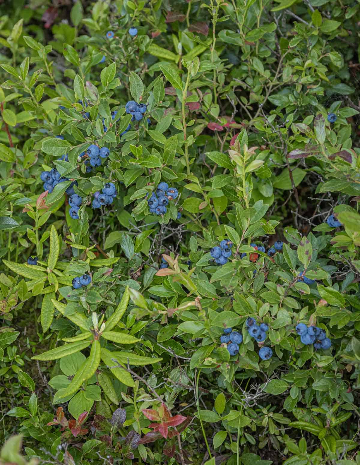 Wild Blueberries Forager Chef