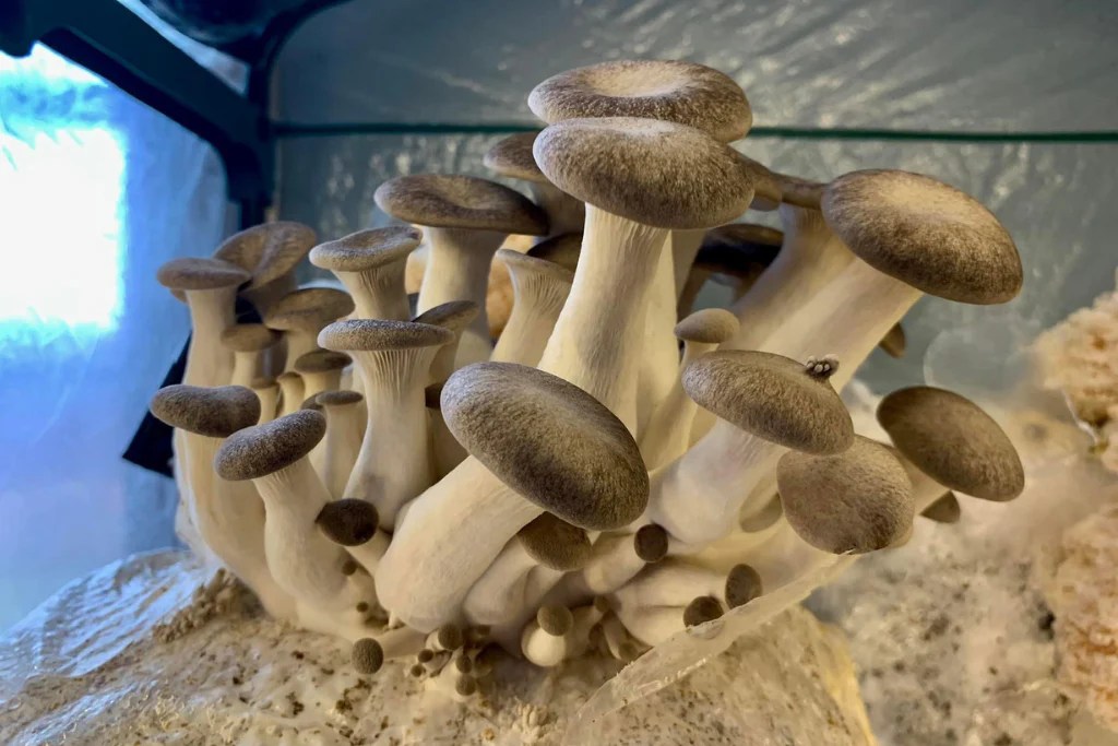 Forager's Radio How To Grow Mushrooms At Home Forager's Kingdom