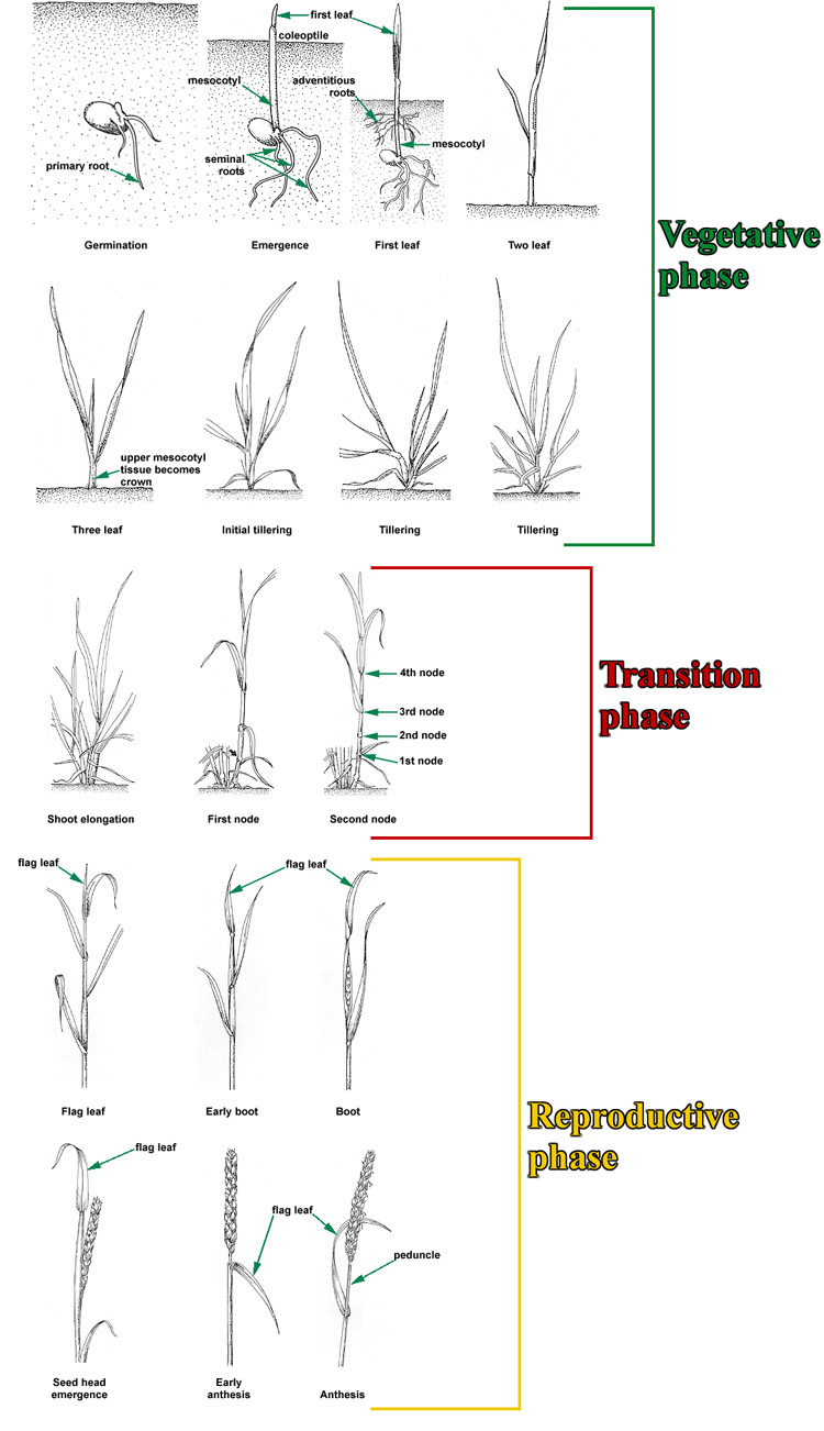 Developmental Phases Forage Information System Oregon State University