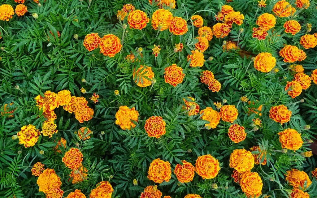 Are Marigolds Are Edible (& How To Use Them In Recipes)