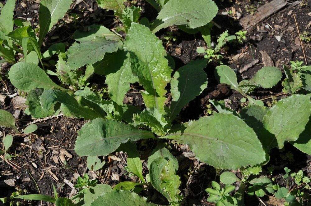 10 Wild Lettuce LookAlikes You Should Know About! ForagingGuru