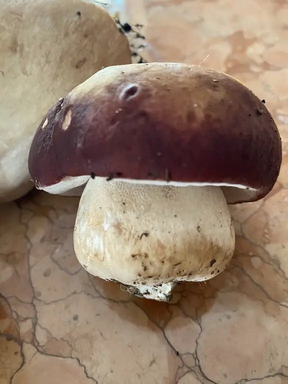 Common Edible Mushrooms In Arkansas ForagingGuru Common Edible Mushrooms In Arkansas ForagingGuru