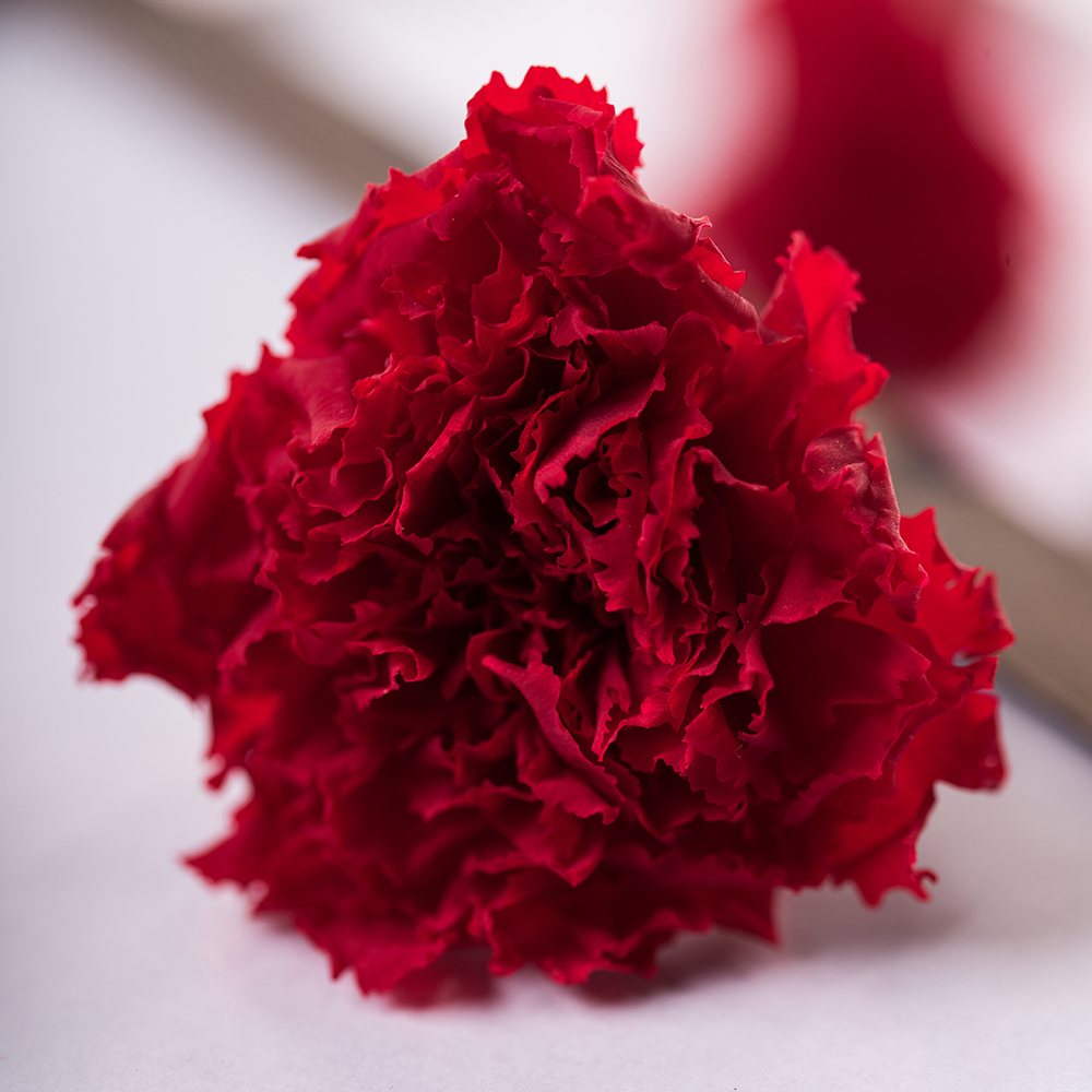 Carnation 6 heads Fora Nature