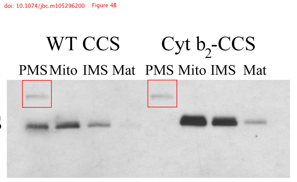DFG and Marburg drop misconduct investigation of Roland Lill papers