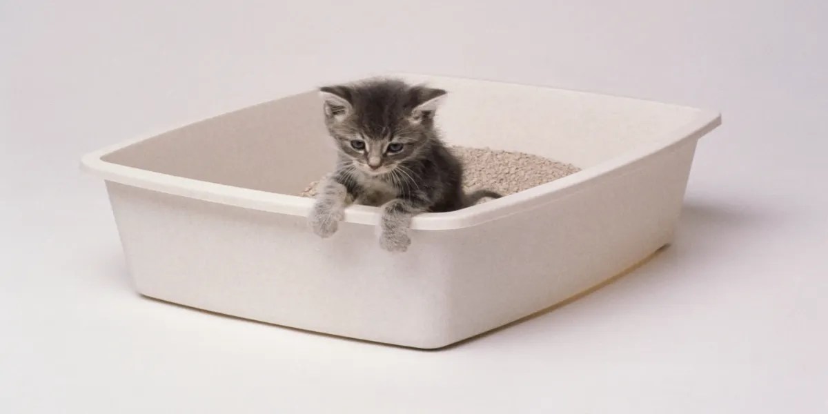 Top 10 Best Automatic Cat Litter Boxes Reviews 2024