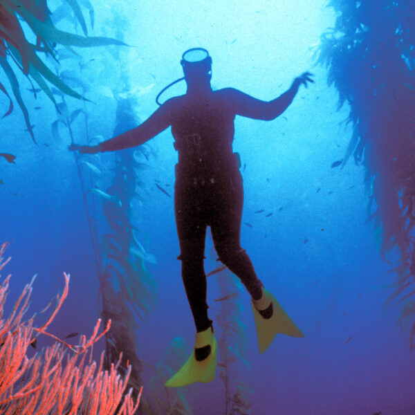 PRO FORCE FIN Force Fins Worlds Finest Fins for Swimming, Diving