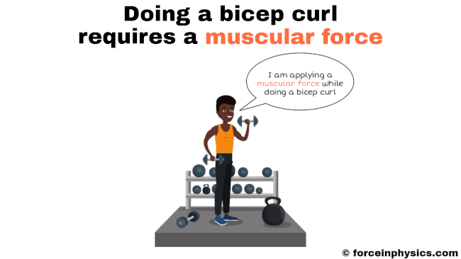 Muscular Force (Easy Definition) + Examples in Daily Life Muscular Force (Easy Definition) + Examples in Daily Life