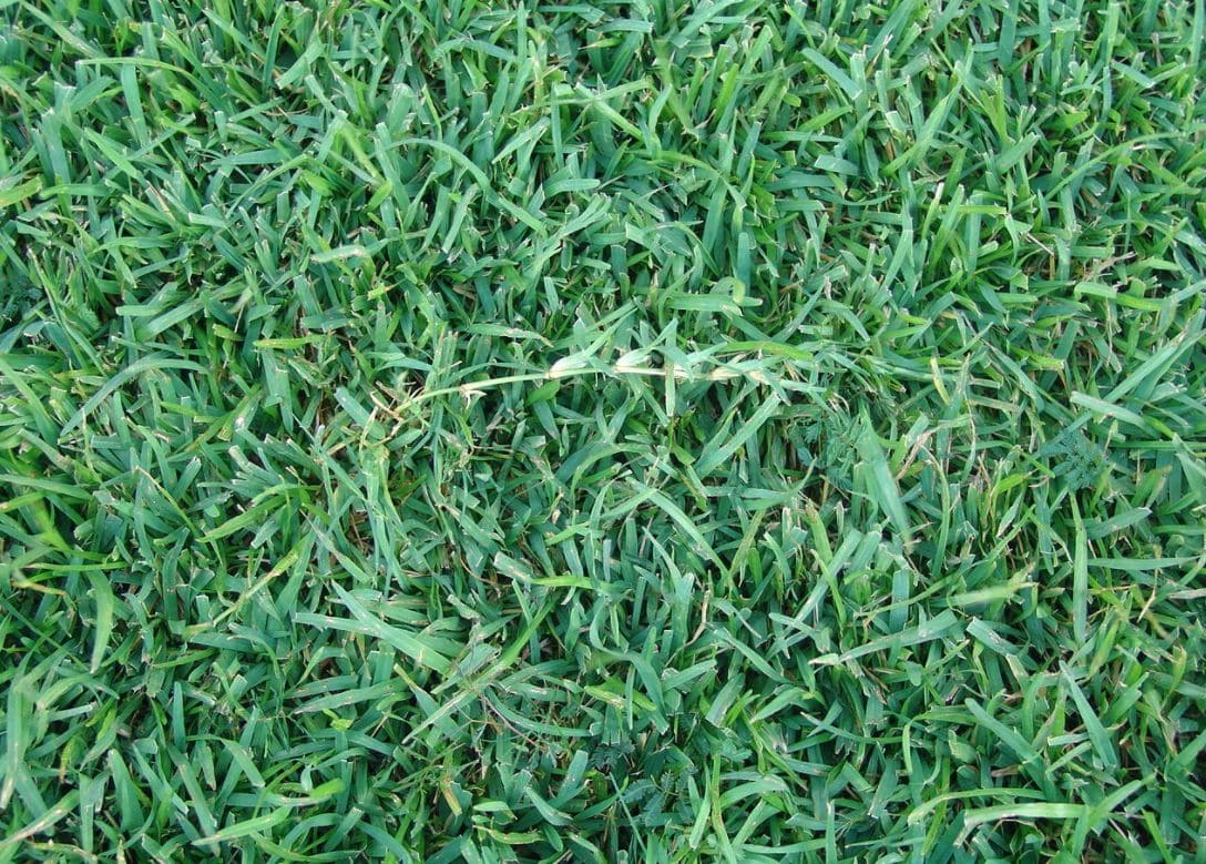 Best Grass for Dogs Good Backyard lawn vs. Indoor Dog Potty